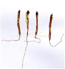   Stamens